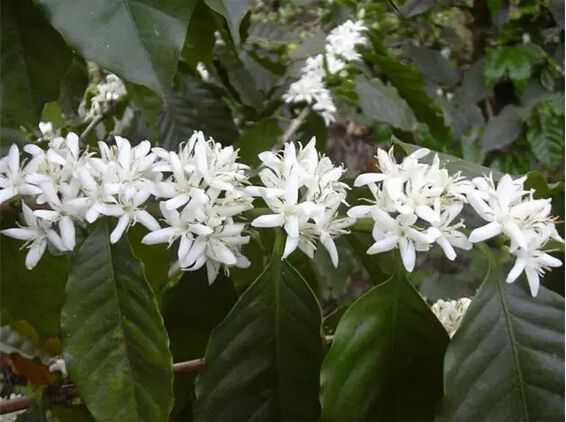 咖啡(Coffea arabica)的花