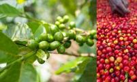 上半年越南咖啡出口量跌价升