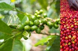 上半年越南咖啡出口量跌价升