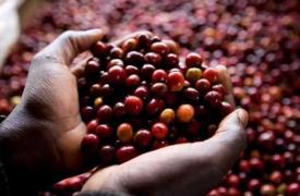 星巴克今年将在滇培训3000余名咖啡种植者 