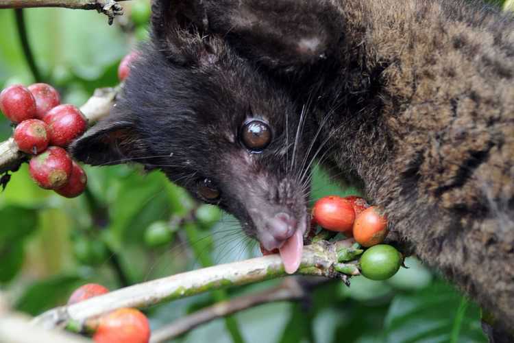 麝香猫在吃咖啡豆。