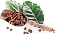 中国、荷兰和马来西亚成为喀麦隆咖啡豆新买家