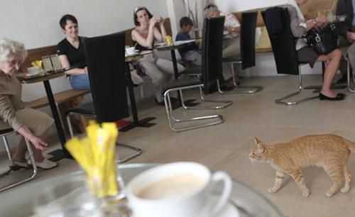 奥地利维也纳feline-centric咖啡馆