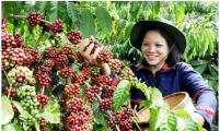 今年越南咖啡产销量或因干旱大幅萎缩