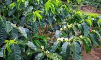 越南农户大量砍伐咖啡树改种胡椒