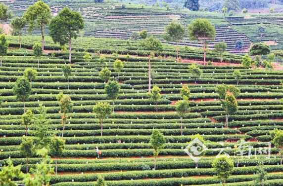 普洱市利用山地开发的生态茶进入欧盟市场