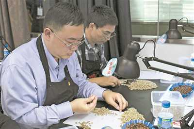 首届云南咖啡生豆大赛 将于3月24日-25日举行决赛