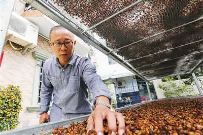 黄来乡在查看咖啡豆晾晒情况。