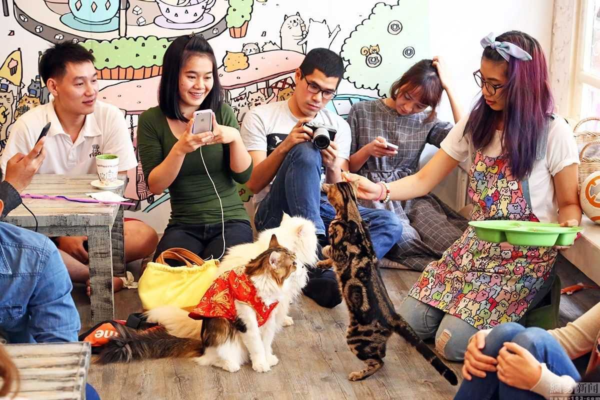 泰国猫咪咖啡馆 超萌喵星人陪喝咖啡2