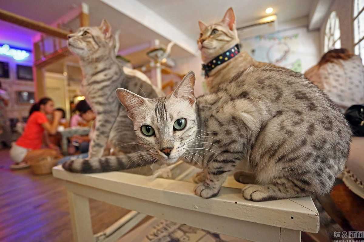 泰国猫咪咖啡馆 超萌喵星人陪喝咖啡3