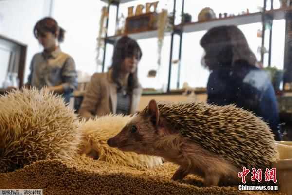 日本东京刺猬主题咖啡馆