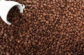 云南咖啡出口量3年后缩减90%