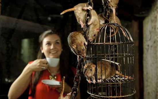老鼠主题咖啡馆
