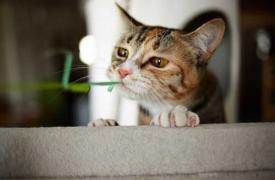 日媒：日本猫咖啡馆因卫生差多只猫感冒被罚停业