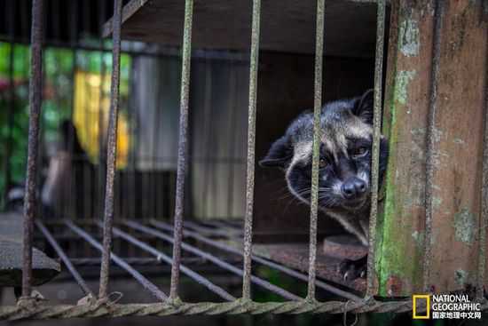 关在笼子里的麝香猫