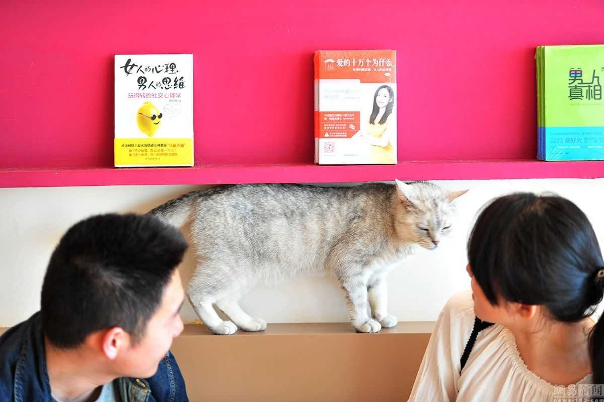 猫咪咖啡书店
