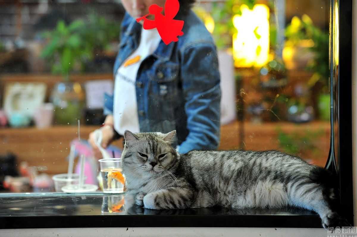 猫咪咖啡书店3