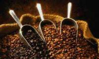  厄尔尼诺或使印尼咖啡业遭受5年来最严重打击