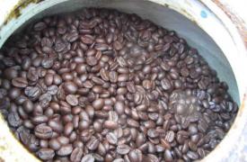 西藏首次引种试种咖啡　未来将打造咖啡“藏字号”