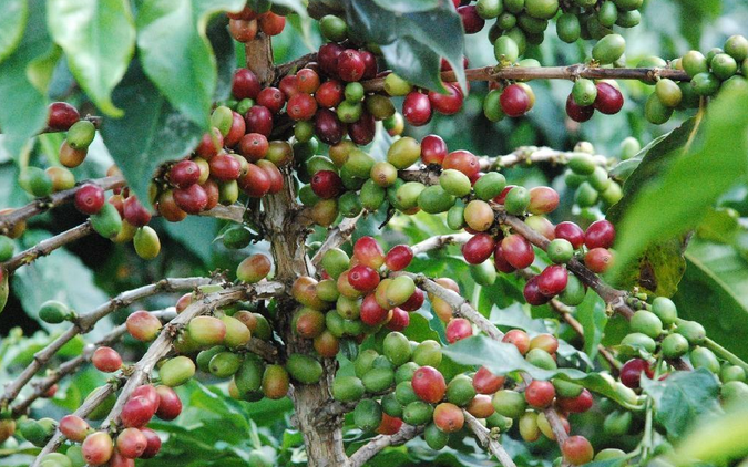 咖啡种植