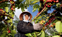 越南咖啡豆价格回升至两年来新高