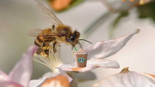 蜜蜂喝咖啡