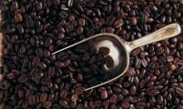  我国首批“公平贸易咖啡”从云南出口欧洲 