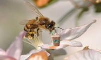 蜜蜂喝咖啡 会发生什么？