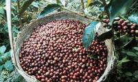 “普洱咖啡”风靡大陆 国际品牌纷赴云南“抢豆”
