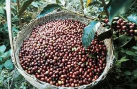 两万余吨普洱咖啡豆“留洋” 