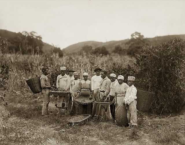早期咖啡种植园里的奴隶