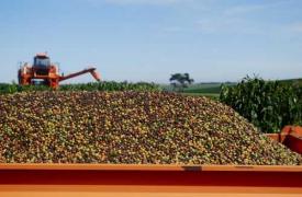 巴西为何稳坐咖啡生产国龙头宝座150余年？