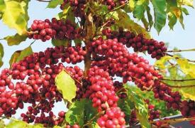 2017年前2个月越南咖啡出口额增长22.3%