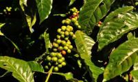 宏都拉斯咖啡出口量已达620万公斤