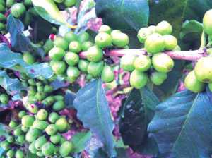 新抚镇咖啡助农增收