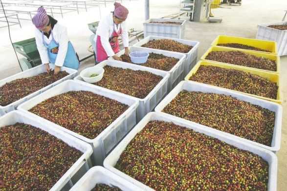 7月巴西咖啡豆出口暴跌 总量增收累及云南咖农
