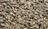 嘉兴口岸首次进口咖啡生豆