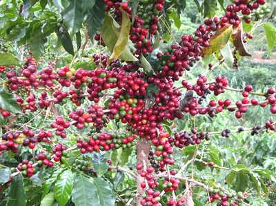 野生咖啡豆