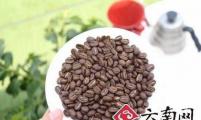 云南咖啡产业喜添世界顶级咖啡品种瑰夏