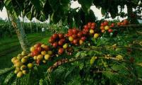 巴西批准除草剂Heat在咖啡作物上的使用登记
