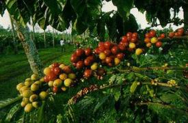巴西批准除草剂Heat在咖啡作物上的使用登记