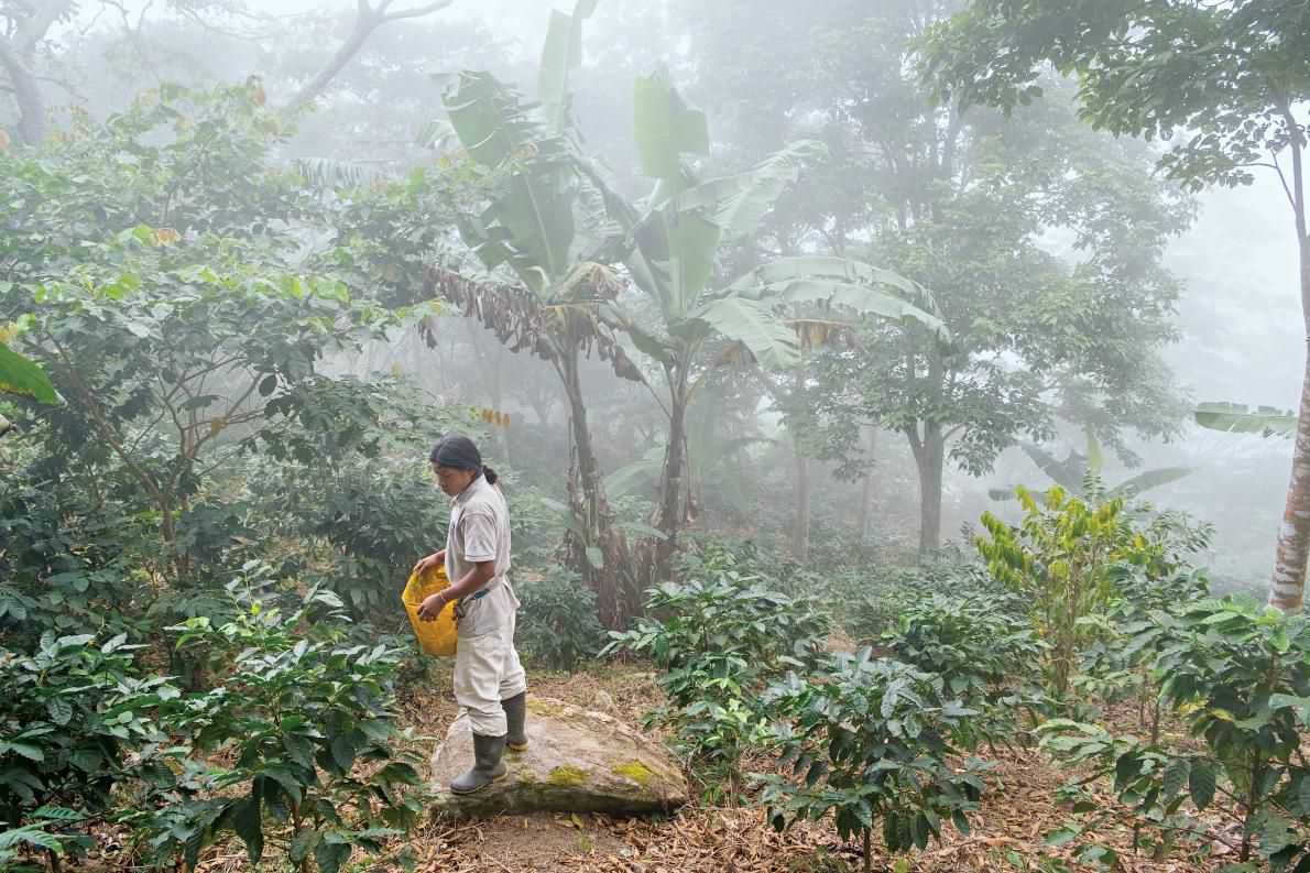 科吉农民在采摘成熟了的咖啡豆