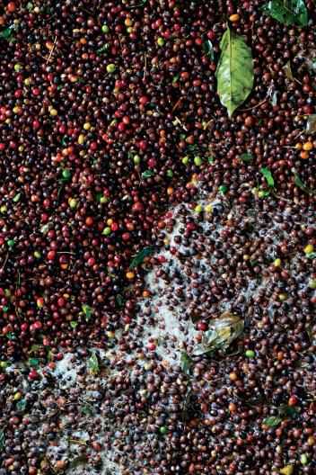 在哥伦比亚北部有机咖啡豆迎来丰收