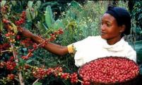 肯尼亚欲开拓美中咖啡市场