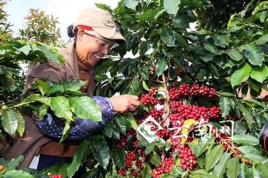 云南咖农在采摘咖啡