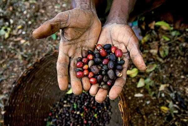 两名工人在给咖啡豆包装袋缝口。咖啡是埃塞俄比亚最重要的出口经济作物