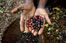 亚的斯亚贝巴：在咖啡的起源之地