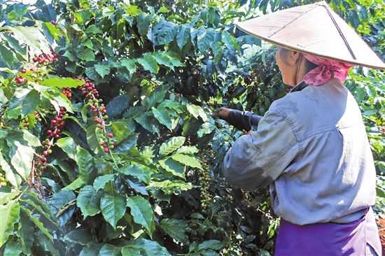合作社农户正在后谷公司种植基地采摘咖啡果