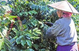 “合作社+”助力德宏咖啡种植业
