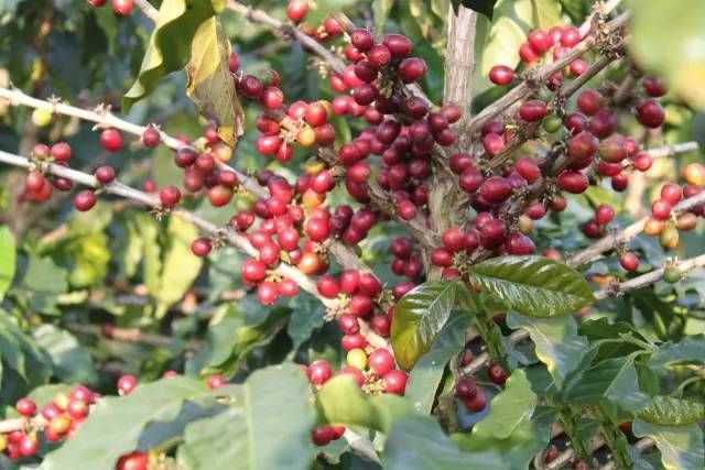 雀巢在云南种咖啡豆